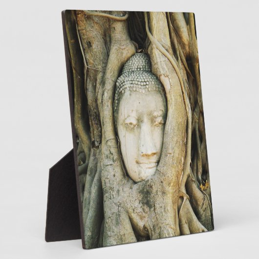 Boeddha kop in de Varkenshouding ... Ayutthaya, Th Fotoplaat (Zijkant)