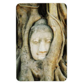 Boeddha kop in de Varkenshouding ... Ayutthaya, Th Magneet (Verticaal)