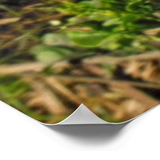 Boeddha's Hand Citron Poster (Hoek)