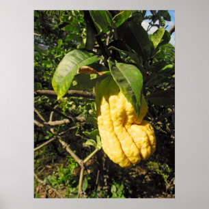 Boeddha's Hand Citron Poster