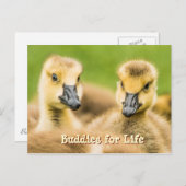 Boeddies voor het Briefkaart van het leven (Voorkant / Achterkant)