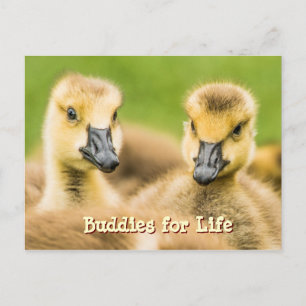 Boeddies voor het Briefkaart van het leven
