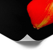 Boedding Red Amaryllis op zwart Poster (Hoek)