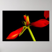 Boedding Red Amaryllis op zwart Poster (Voorkant)