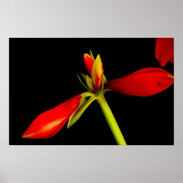 Boedding Red Amaryllis op zwart Poster