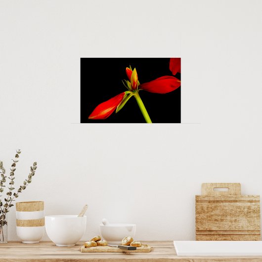 Boedding Red Amaryllis op zwart Poster (Keuken)
