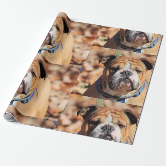 Boeddy Bulldog Wrapping Paper Cadeaupapier (Uitgerold)
