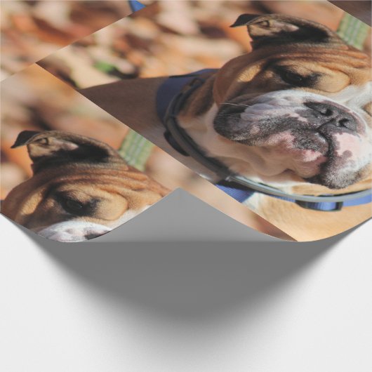 Boeddy Bulldog Wrapping Paper Cadeaupapier (Hoek)