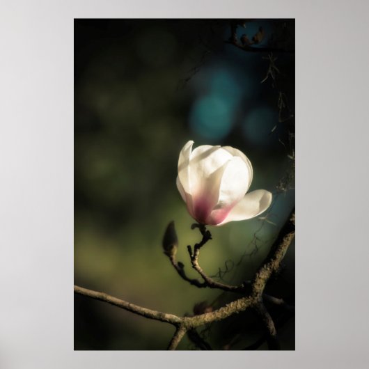 Boedende magnolia verticaal poster (Voorkant)