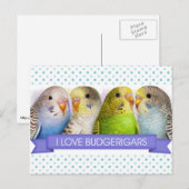 Boedgerigars realistisch schilderij briefkaart (Voorkant / Achterkant)