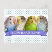 Boedgerigars realistisch schilderij briefkaart (Voorkant)