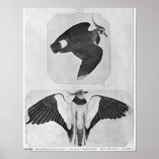 Boedgerigars uit het Album van de Vallardi Poster (Voorkant)