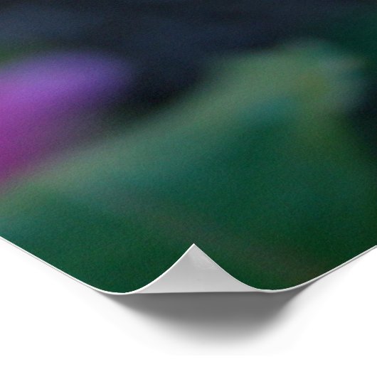 Boedroze Rose Poster (Hoek)