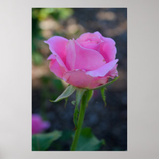 Boedroze Rose Poster
