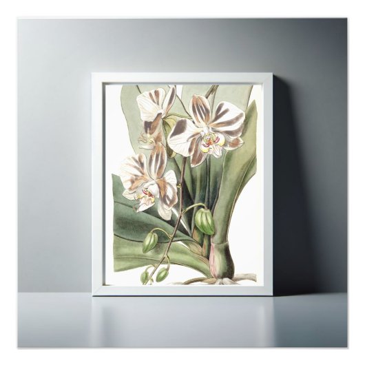 Boeiende mot Orchidee delicate bloemblaadjes Foto Afdruk (Voorkant)