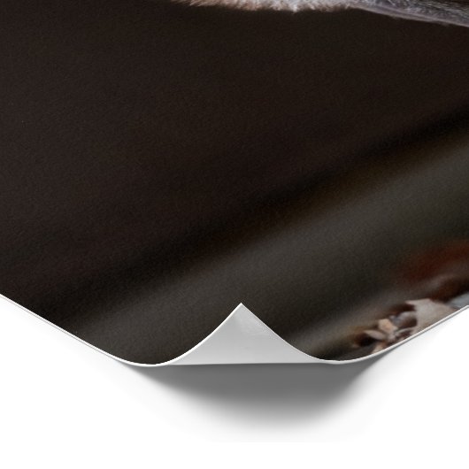 boeiende zilveren vos poster (Hoek)