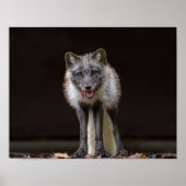 boeiende zilveren vos poster (Voorkant)