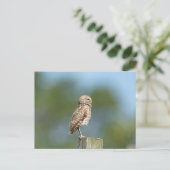 Boeit Owl in Florida Briefkaart (Staand voorkant)