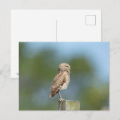 Boeit Owl in Florida Briefkaart (Voorkant / Achterkant)