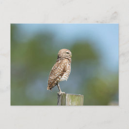 Boeit Owl in Florida Briefkaart