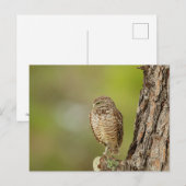 Boeit Owl in Florida Briefkaart (Voorkant / Achterkant)