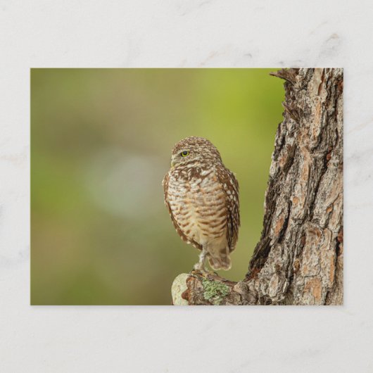 Boeit Owl in Florida Briefkaart (Voorkant)