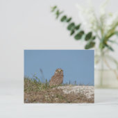 Boeit Owl in Florida Briefkaart (Staand voorkant)