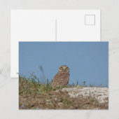 Boeit Owl in Florida Briefkaart (Voorkant / Achterkant)