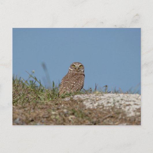 Boeit Owl in Florida Briefkaart (Voorkant)