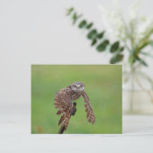 Boeit Owl in Florida Briefkaart (Staand voorkant)