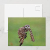Boeit Owl in Florida Briefkaart (Voorkant / Achterkant)
