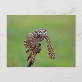 Boeit Owl in Florida Briefkaart