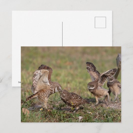 Boeit Owl in Florida Briefkaart (Voorkant / Achterkant)