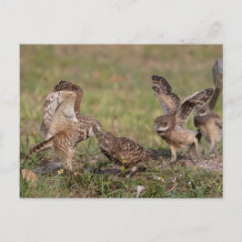 Boeit Owl in Florida Briefkaart