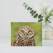 Boeit Owl in Florida Briefkaart (Staand voorkant)