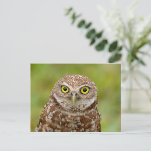 Boeit Owl in Florida Briefkaart (Staand voorkant)