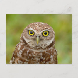 Boeit Owl in Florida Briefkaart