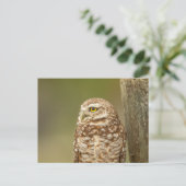 Boeit Owl in Florida Briefkaart (Staand voorkant)