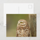 Boeit Owl in Florida Briefkaart (Voorkant / Achterkant)