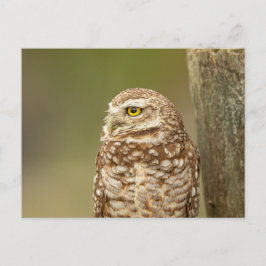 Boeit Owl in Florida Briefkaart