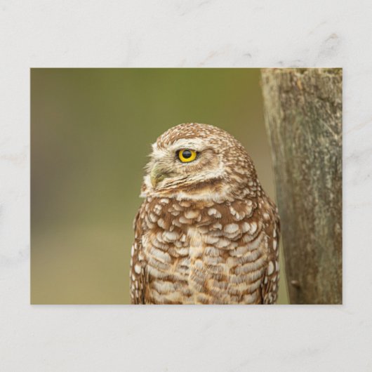 Boeit Owl in Florida Briefkaart (Voorkant)