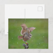 Boeit Owl in Florida Briefkaart (Voorkant / Achterkant)