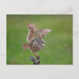 Boeit Owl in Florida Briefkaart