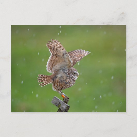 Boeit Owl in Florida Briefkaart (Voorkant)