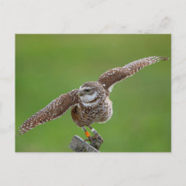 Boeit Owl in Florida Briefkaart