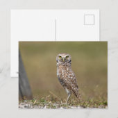 Boeit Owl in Florida Briefkaart (Voorkant / Achterkant)