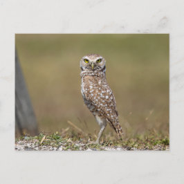 Boeit Owl in Florida Briefkaart
