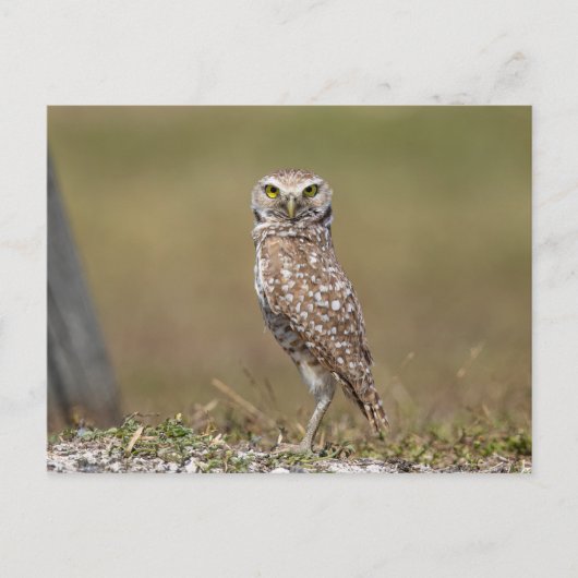 Boeit Owl in Florida Briefkaart (Voorkant)