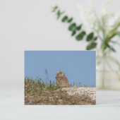 Boeit Owl in Florida Briefkaart (Staand voorkant)