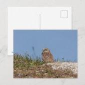 Boeit Owl in Florida Briefkaart (Voorkant / Achterkant)